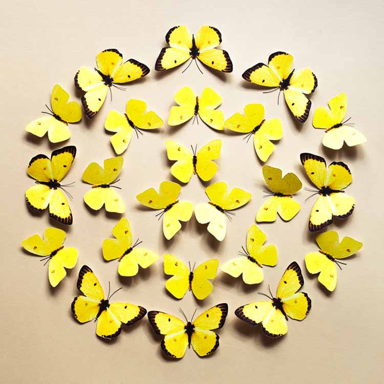 mariposas amarillas realistas organizadas en forma de círculo estilo mandala
