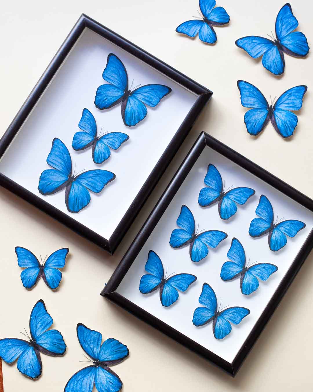 Cuadros entomológicos hechos con mariposas azules de cartulina para decoración de interiores