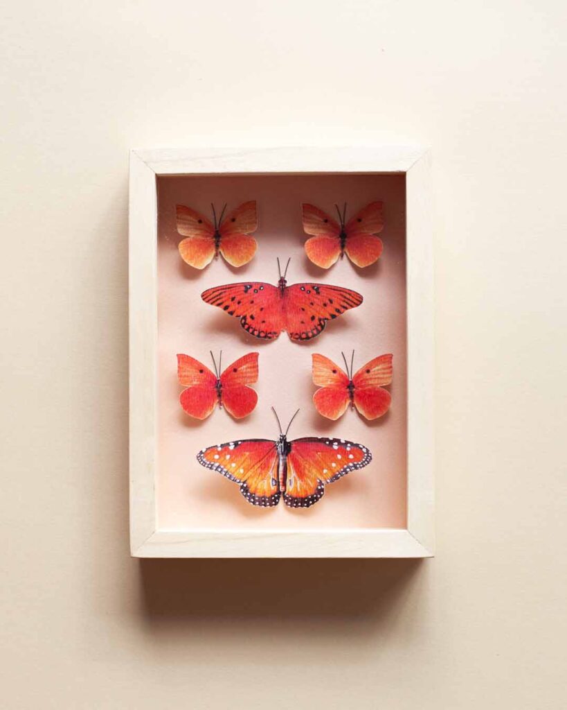 cuadro de mariposas entomológico con marco marupá natural