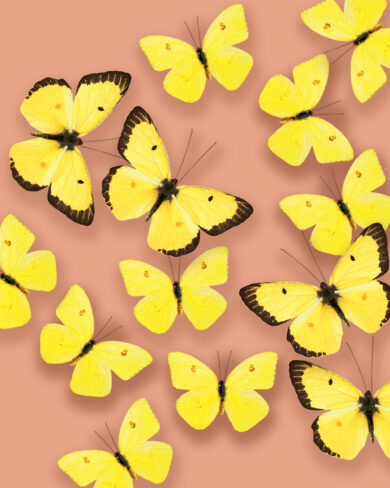 Mariposa de papel Azufre Amarillo (Set de 24)