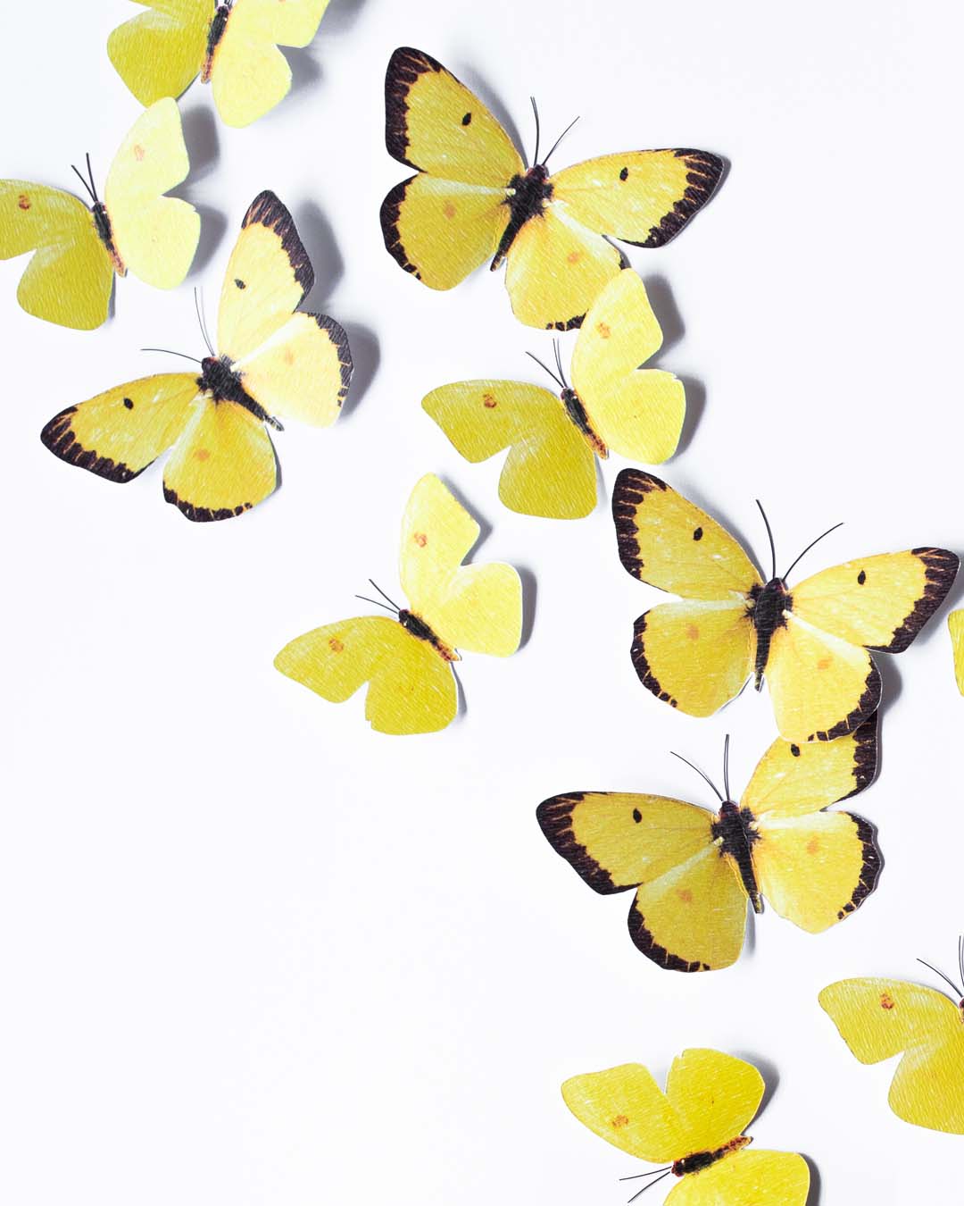 Mariposas Azufre Amarillas | Set de 24 - Imagen 6