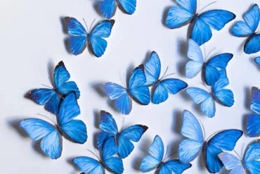 mariposas azules realistas sobre pared blanca con moldura