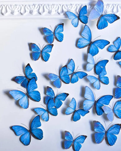 mariposas azules realistas sobre pared blanca con moldura