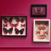 Tres cuadros entomológicos de mariposas decorando una pared oscura maximalista