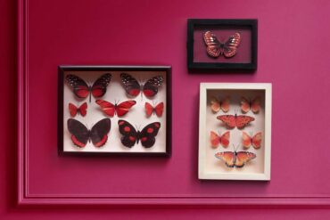 Tres cuadros entomológicos de mariposas decorando una pared oscura maximalista