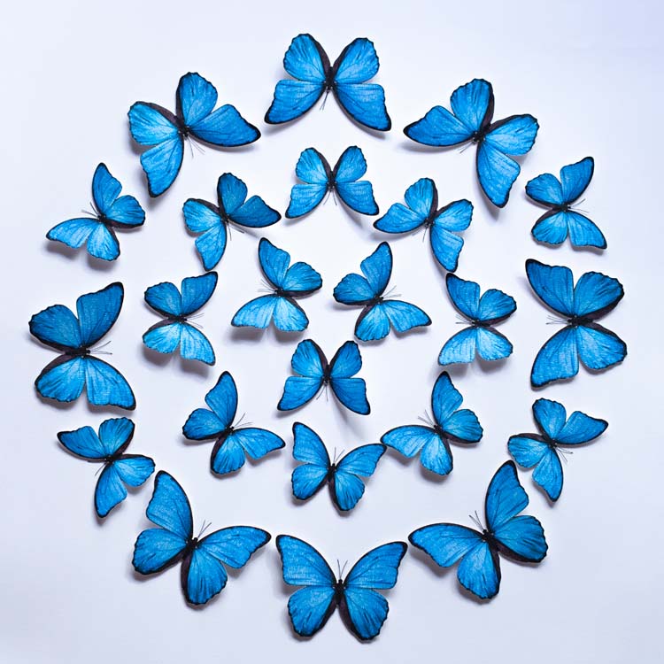 Mariposas azules formando un patrón geométrico para decoración de paredes de living