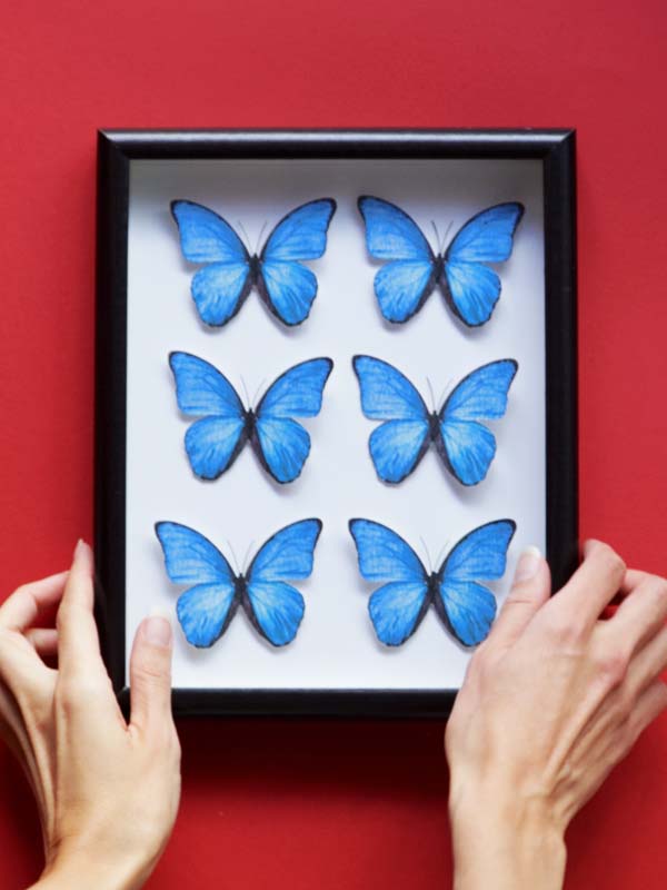 Idea de cuadro de mariposas morpho azules enmarcadas para decoración de ambientes con personalidad