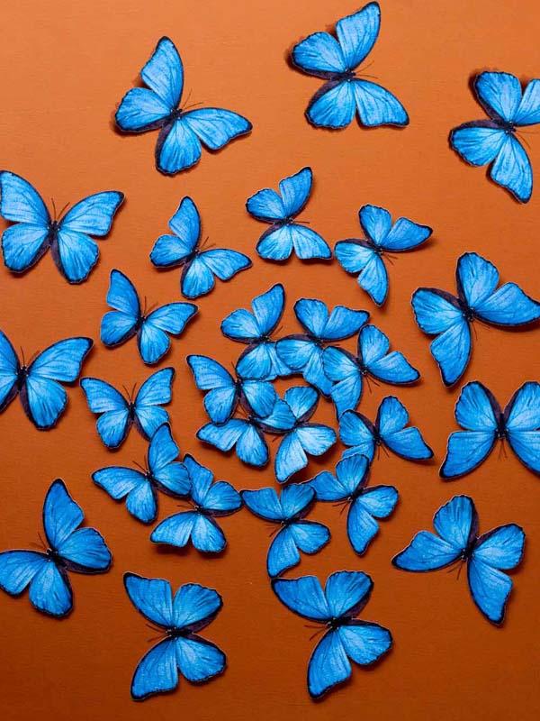 mariposas azules puestas en forma de espiral para decoracion de paredes